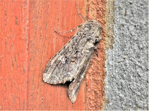 Réf. 311 803 : Mamestra brassicae